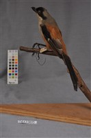 藏品(棕背伯勞)的圖片